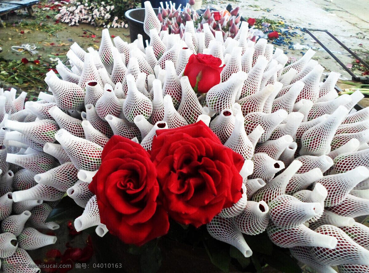 春天 红玫瑰 花 花草 花朵 花卉 花枝 玫瑰 鲜花 鲜切花 呈贡 昆明 春城 农业 种植 玫瑰花 生物世界 矢量图 日常生活