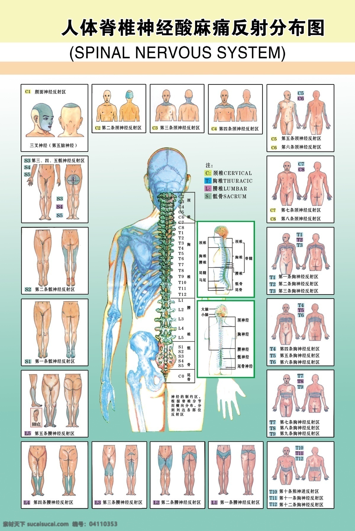人体 脊椎 神经 酸麻 痛 反射 分布图 分层 医学 写真 像纸