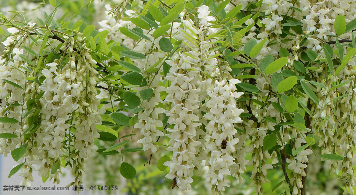 槐花 花卉 鲜花 鲜艳 美丽 草本植物 木本植物 花草 生物世界 绿色