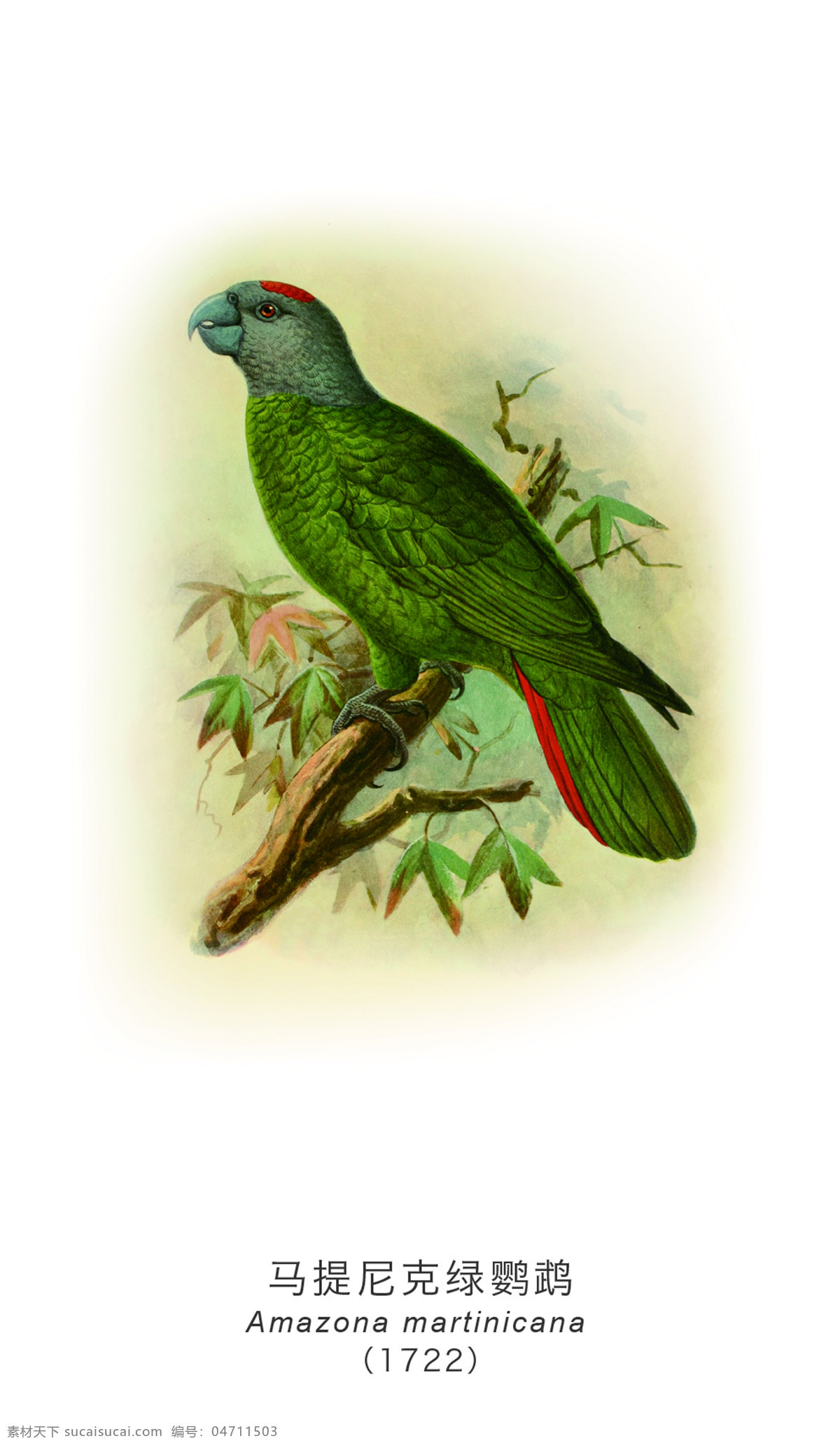 马提尼克 绿 鹦鹉 绿鹦鹉 鸟类 插画 灭绝动物 珍希动物 生物世界