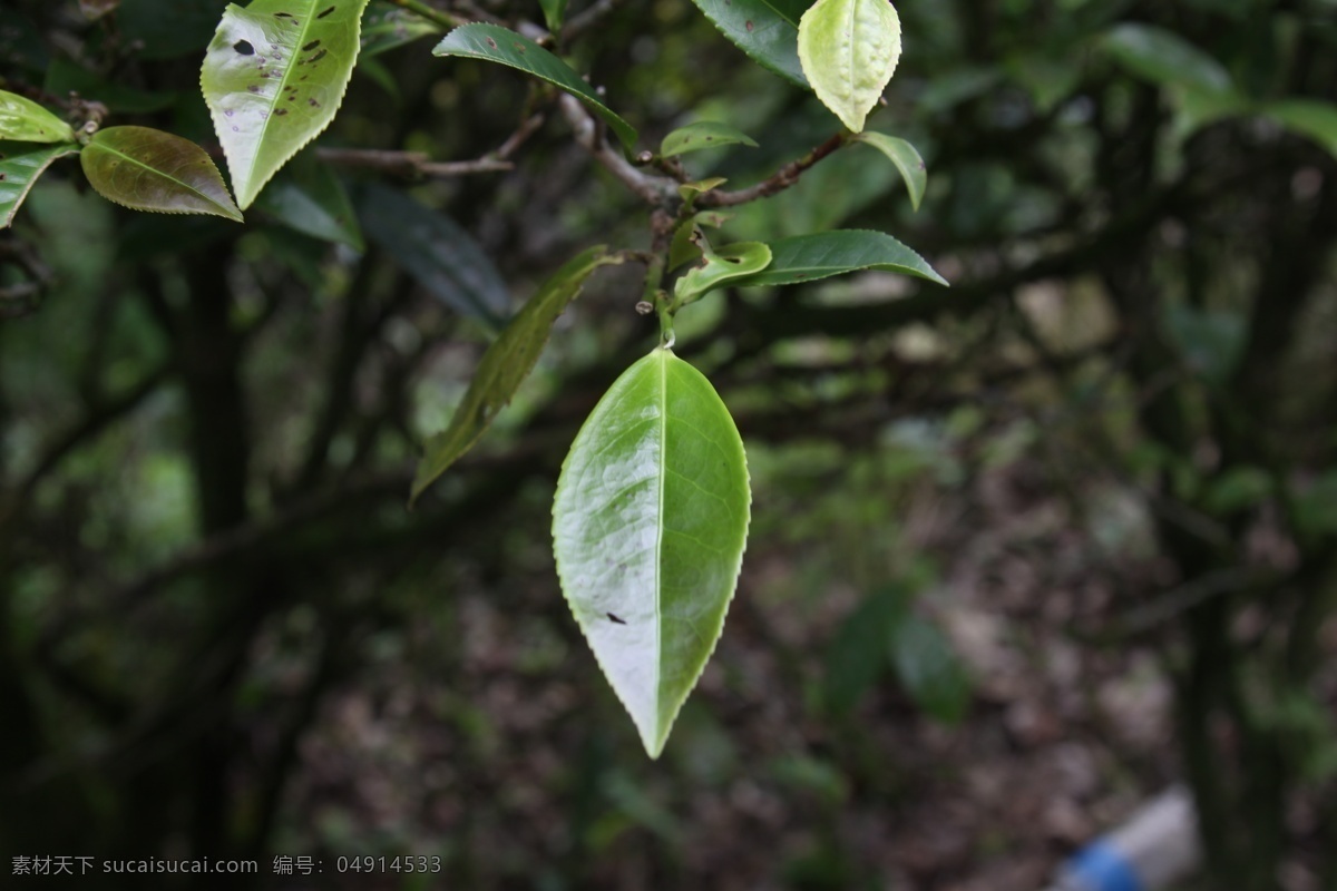 凤凰单枞茶 茶树 红茵 凤凰单丛茶 凤凰茶 潮州茶 茶树品种 凤凰 单 枞 茶 品种 树木树叶 生物世界