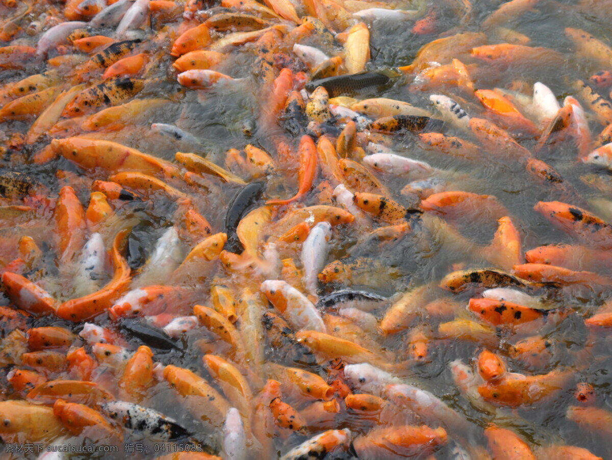 金鱼群 游客 五颜六色 池塘 可爱 高清 超大 自然 风景 金鱼 鱼类 生物世界