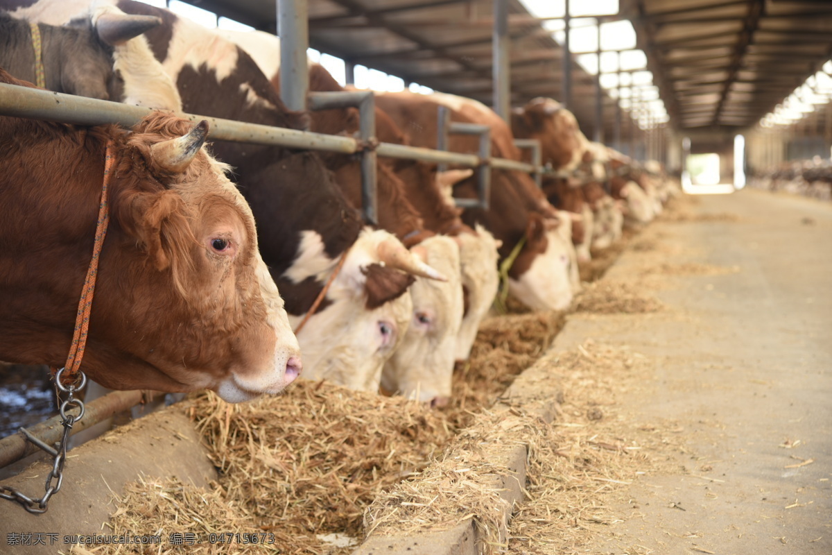 肉牛 牛场 肉牛养殖场 养殖场 西门塔尔肉牛 生物世界 家禽家畜