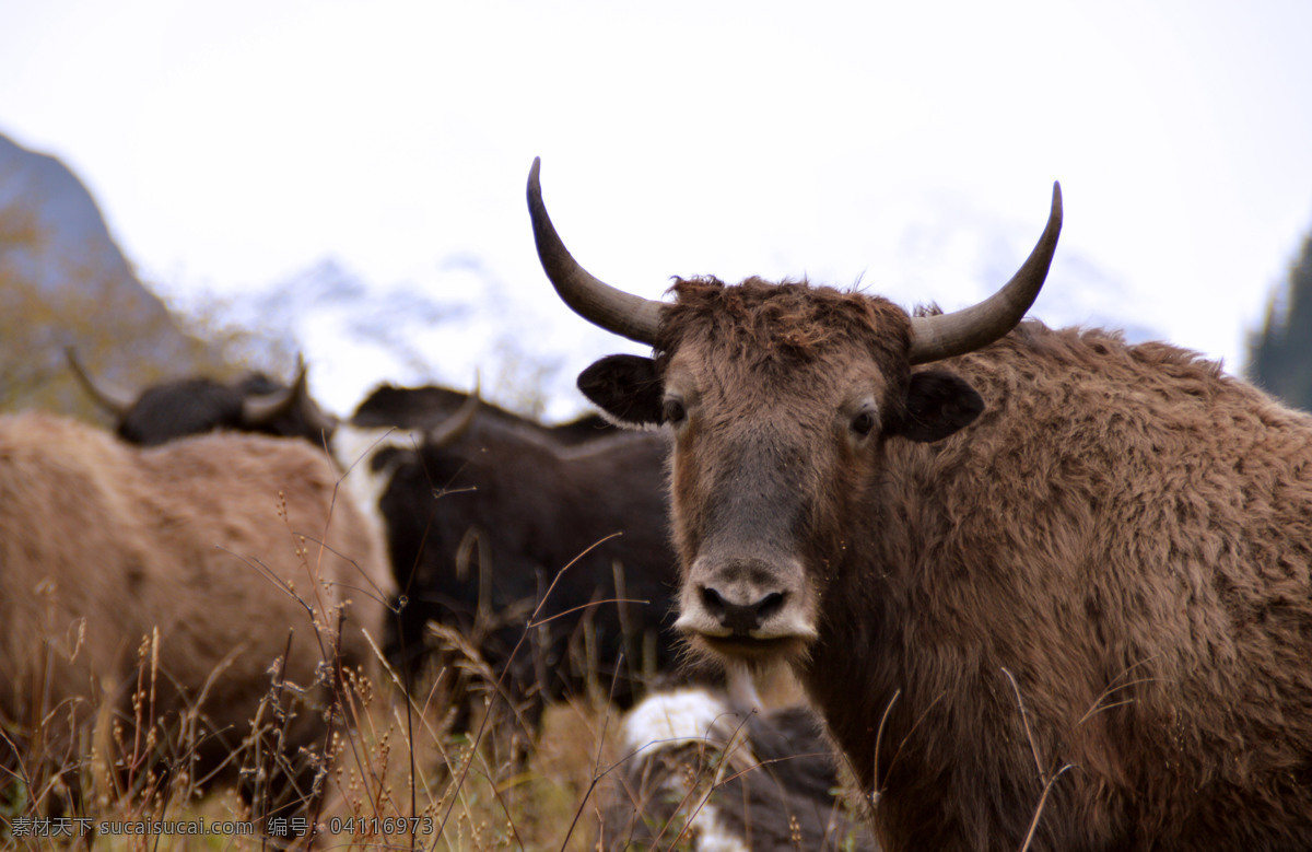 四姑娘山的牛 牛 牦牛 动物 四姑娘山 中国地理 国内旅游 旅游摄影