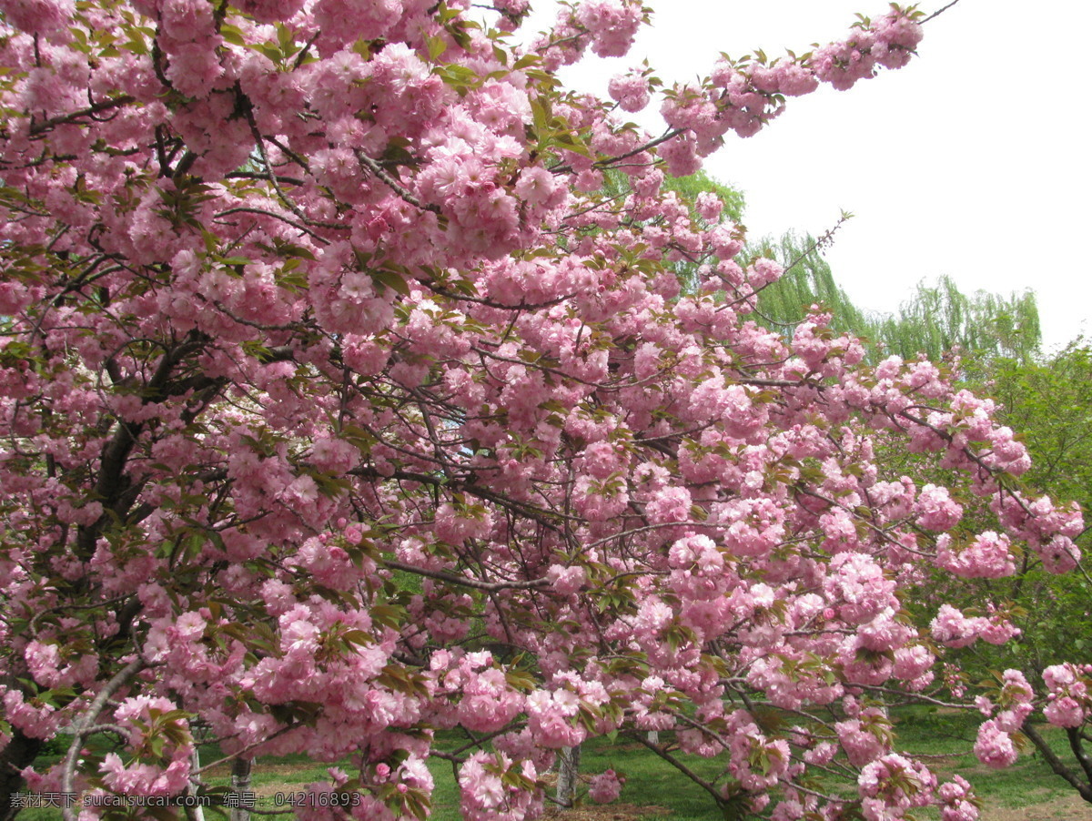 樱花 满园春色 花枝 玉渊潭樱花节 玉渊潭春色 树干 花朵 春色 花卉 花儿 花骨朵 花草 树枝 枝叶 园林景观 绿化景观 生物世界