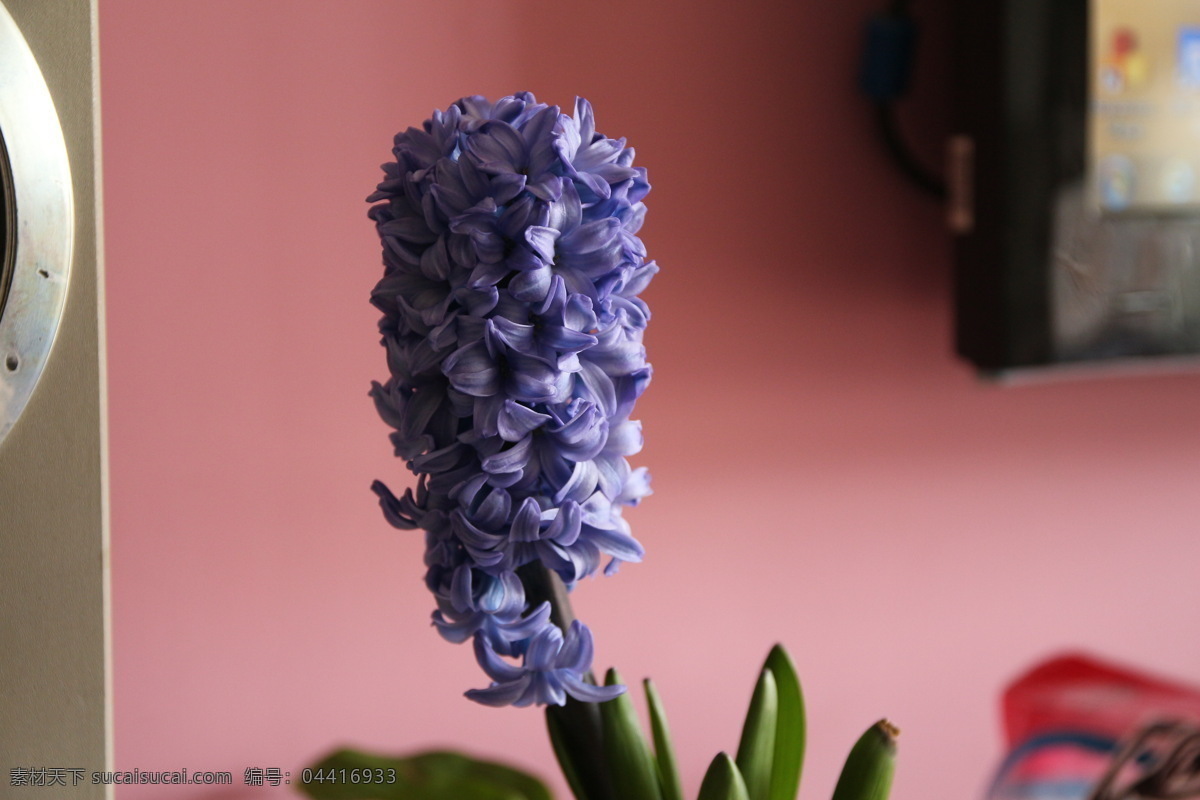 紫色花 风信子 静物 植物 花朵 生物世界 花草 粉色