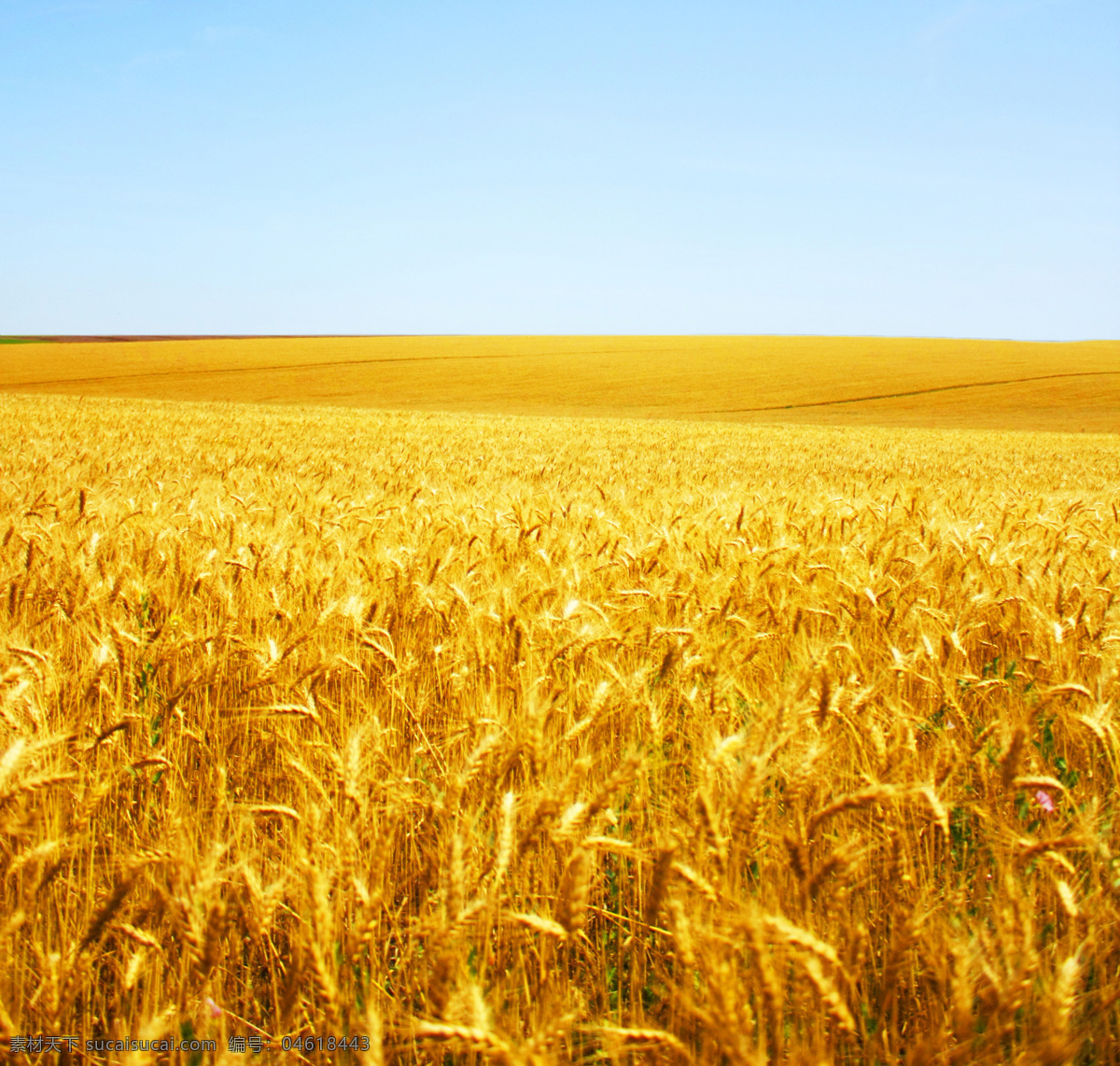 金黄的麦田 麦田 蓝天 农作物 金黄 小麦 乡村风采 现代科技 农业生产