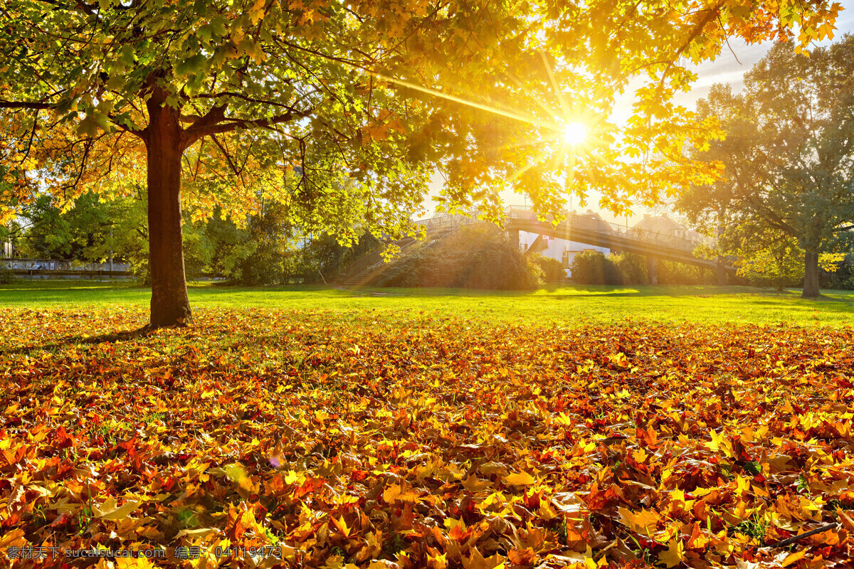 阳光 树林 唯美 秋季 背景 秋季落叶 树叶森林壁画 自然景观 山水风景
