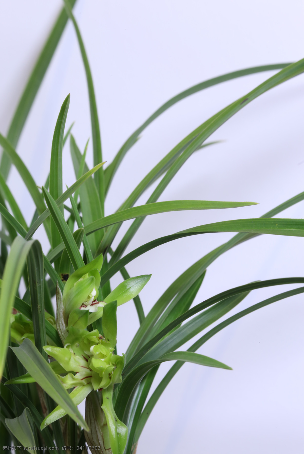 四季兰 雄兰 骏河兰 剑蕙 国兰 花朵 花儿 植物 花卉 花草 观赏花卉 绿化景观 蝴蝶兰兰花 生物世界