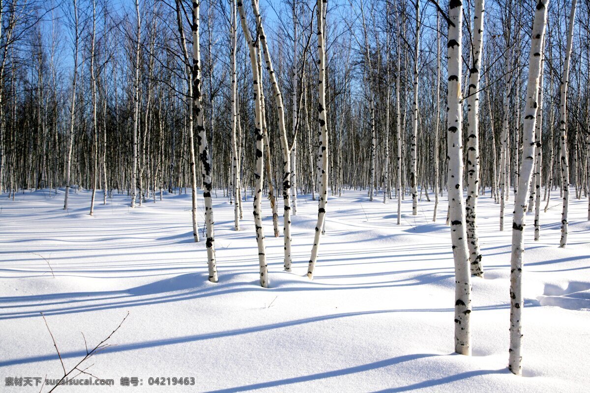 小白桦林 成片 小白 桦树 纯净的雪地 蓝色的天空 旅游摄影 国内旅游 摄影图库