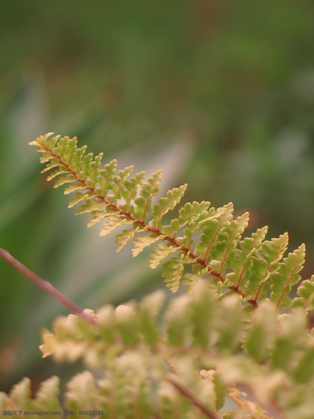 蕨类植物 植物 绿叶 叶子 花草 生物世界