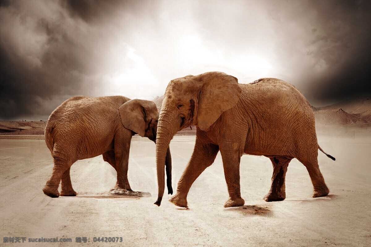 象 大象 大象摄影 野生大象 野生动物 非洲 非洲大象 动物 生物世界