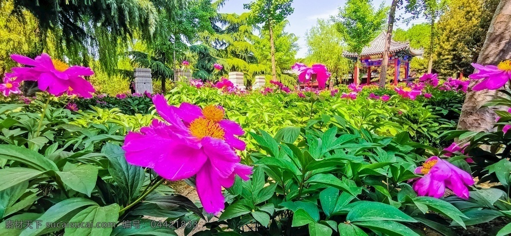 荣国府 花园 一景 隆兴寺 石家庄 正定 蓝天 白云 寺庙 风景 古建筑 石桥 芍药 鲜花 旅游摄影 国内旅游
