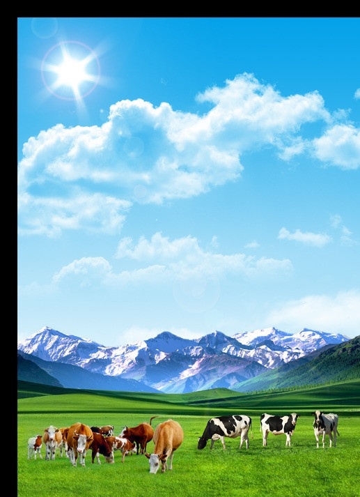 牛群海报 蓝天 白云 草地 草坪 雪山 阳光 云彩 蓝天草地背景 蓝天草地 草原风景 草原风光 蓝天风景 牛 牛群 牛肉 店 展板 模板 背景 广告设计模板 源文件