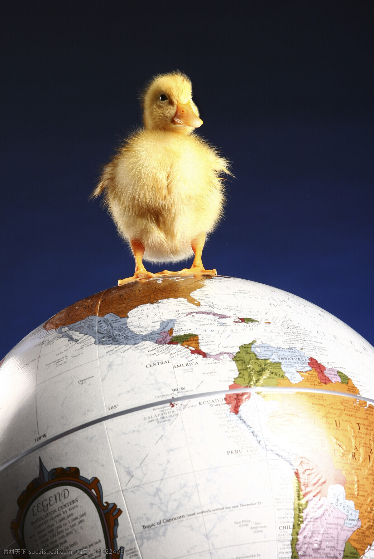 站 地球 仪上 小 鸭子 动物 小鸭子 物品 地球仪 自信 懵懂 未知 可爱 绒毛 地球图片 环境家居