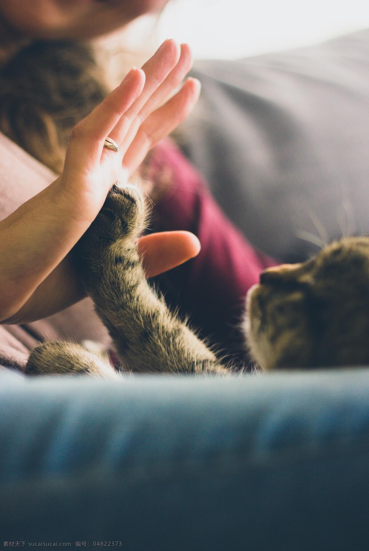 猫咪 主人 拍手 可爱 萌 动物 宠物 生物世界 其他生物