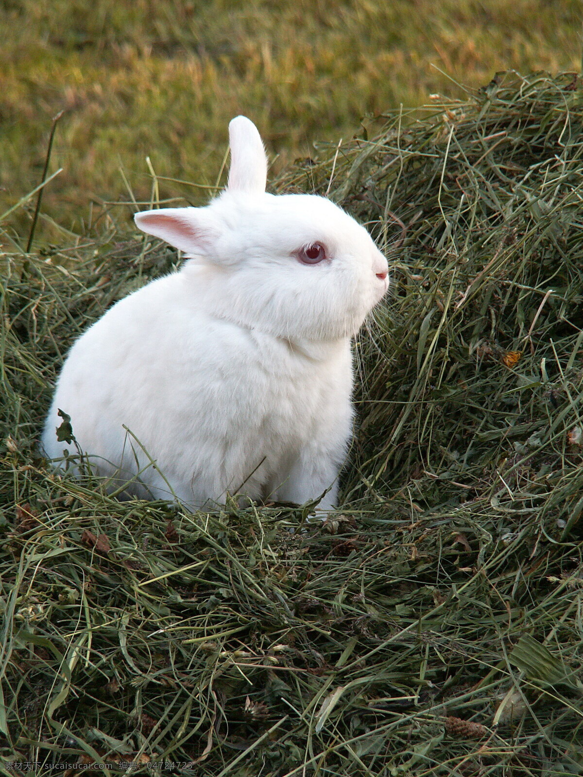 可爱 小 白兔 兔子 小兔子 家兔 野兔