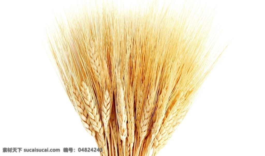 小麦 麦子 麦收 庄稼 成熟的麦子 麦穗 蓝天下的麦田 麦田 稻田 风景 美景 大自然 餐饮美食 自然景观 田园风光