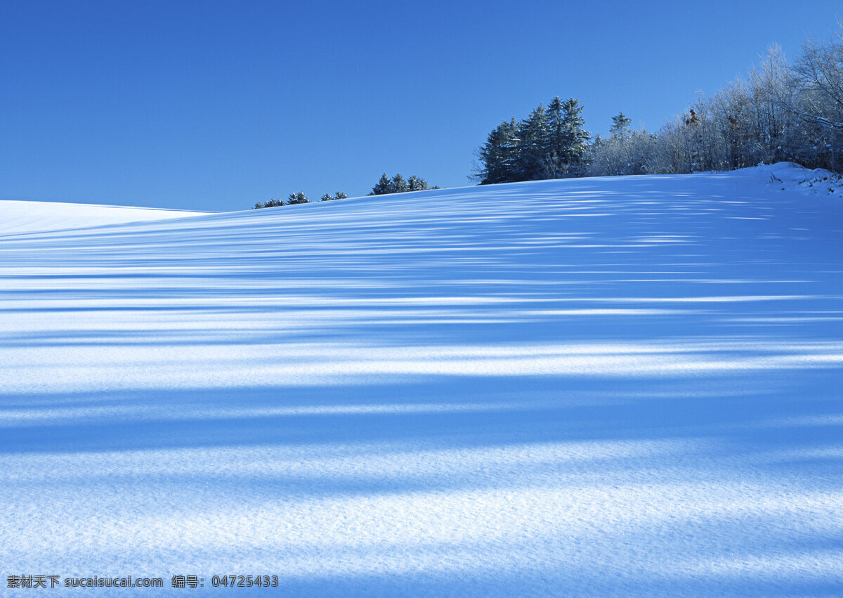 蓝天 下 树林 雪景 高清 风景图片 横构图 天空 树木 森林 白雪皑皑 雪花 雪地 洁白 冬季 冬天 冬景 风景 高清风景图片 高清图片 雪景图片