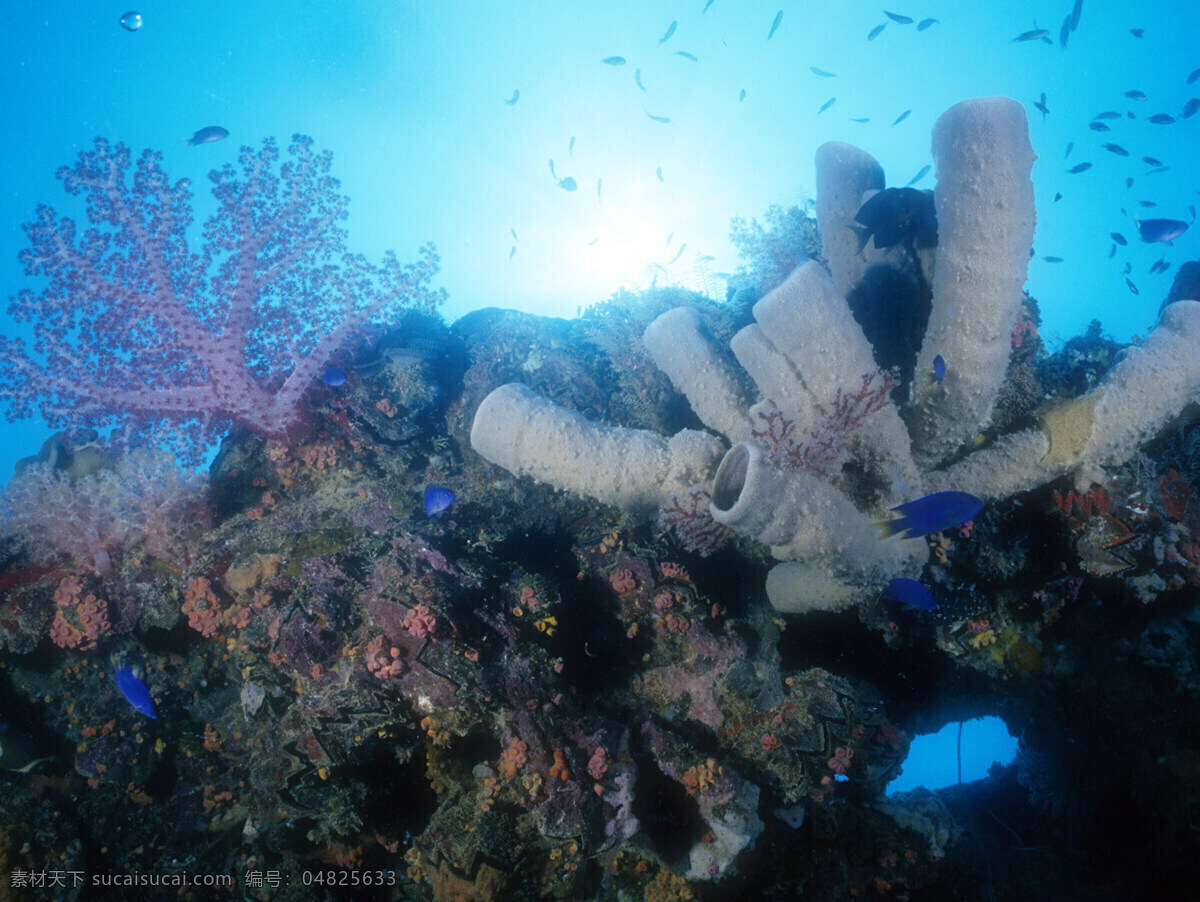 海洋生物 海底世界 海洋 礁石 生物世界 鱼 鱼类 珊蝴礁石 珊蝴 海底景色