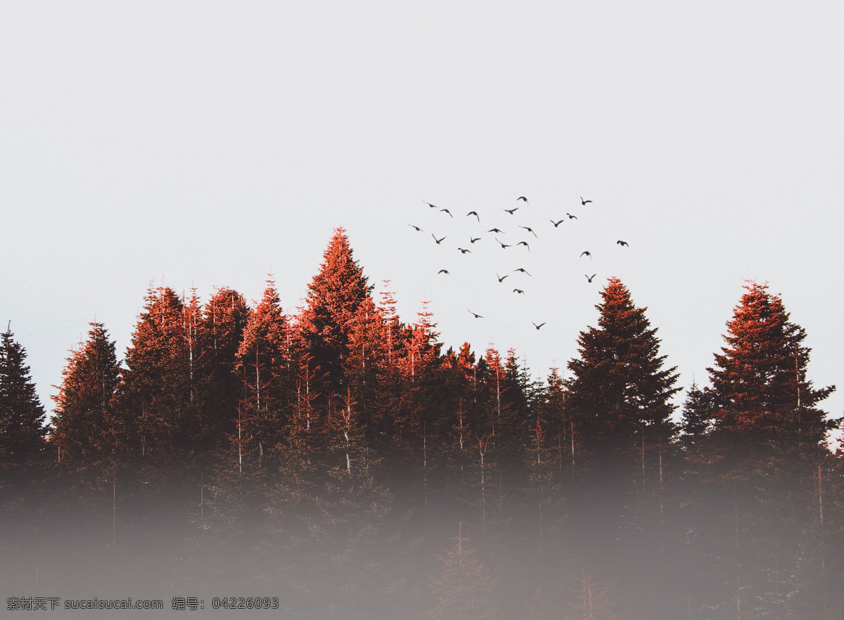 深林 中 飞来 鸟群 森林 白云 烟雾 树木 笔直 自然景观