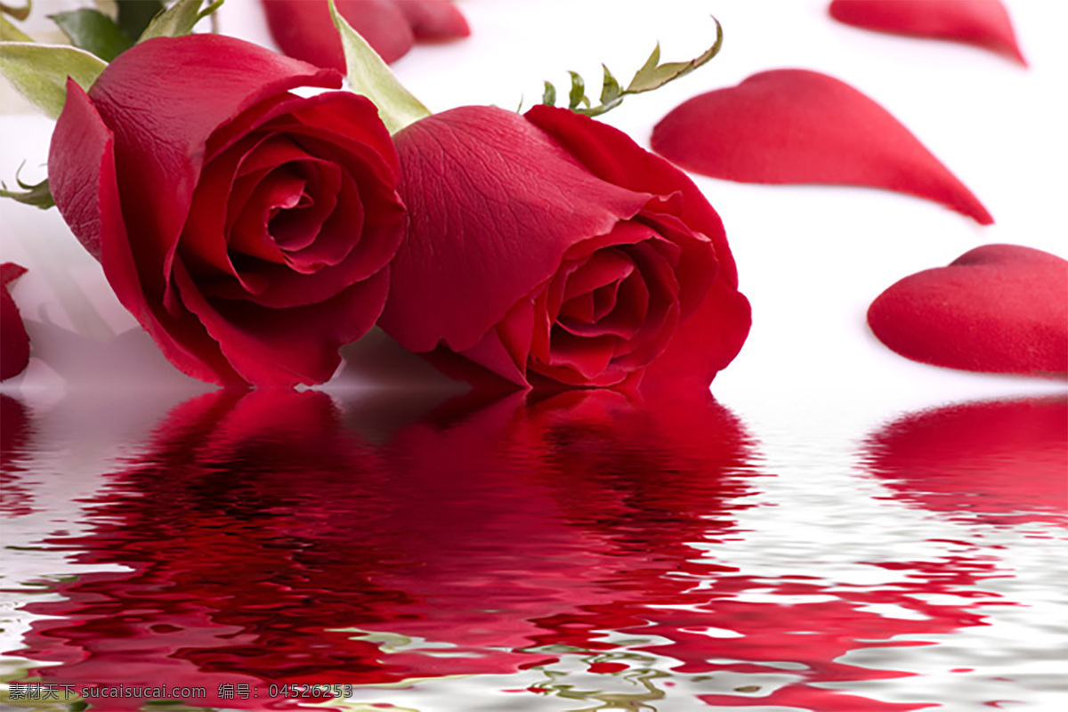 红 水 倒影 爱情 浪漫 告白 花瓣 玫瑰花