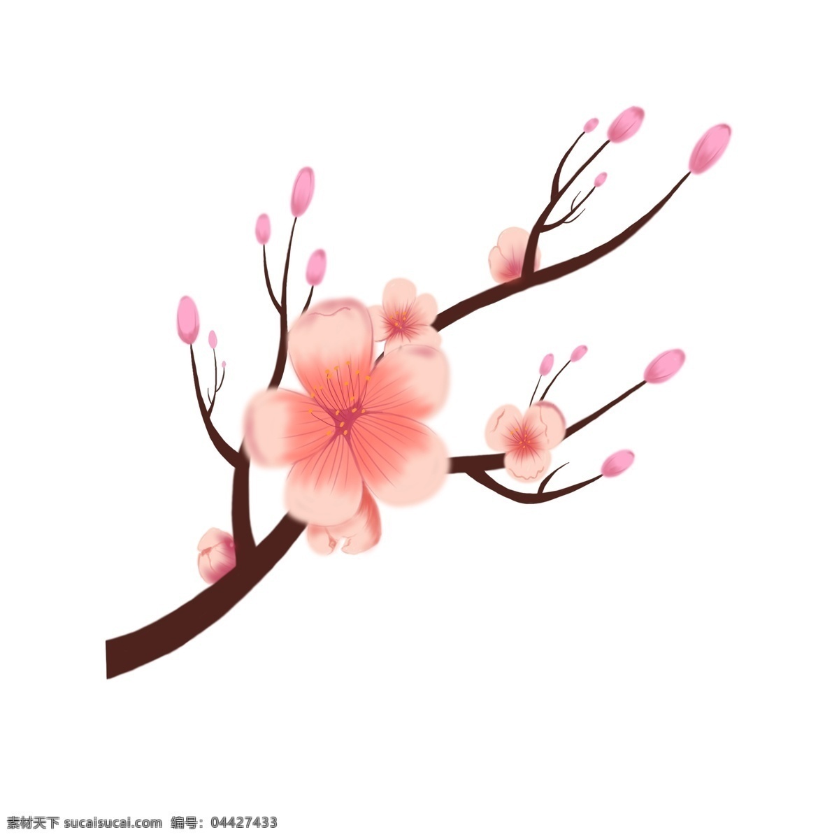 盛开 粉色 樱花 插画 粉色的花朵 卡通花朵插画 花卉 精美的樱花 盛开的樱花 美丽花朵 植物插画