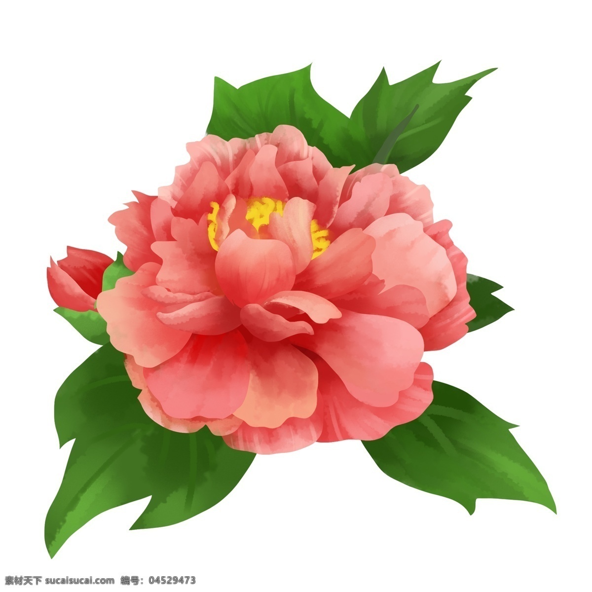 唯美 喜庆 粉红色 牡丹 手绘 水彩 风 商用 元素 植物 花朵 清新 古典 粉红 富贵
