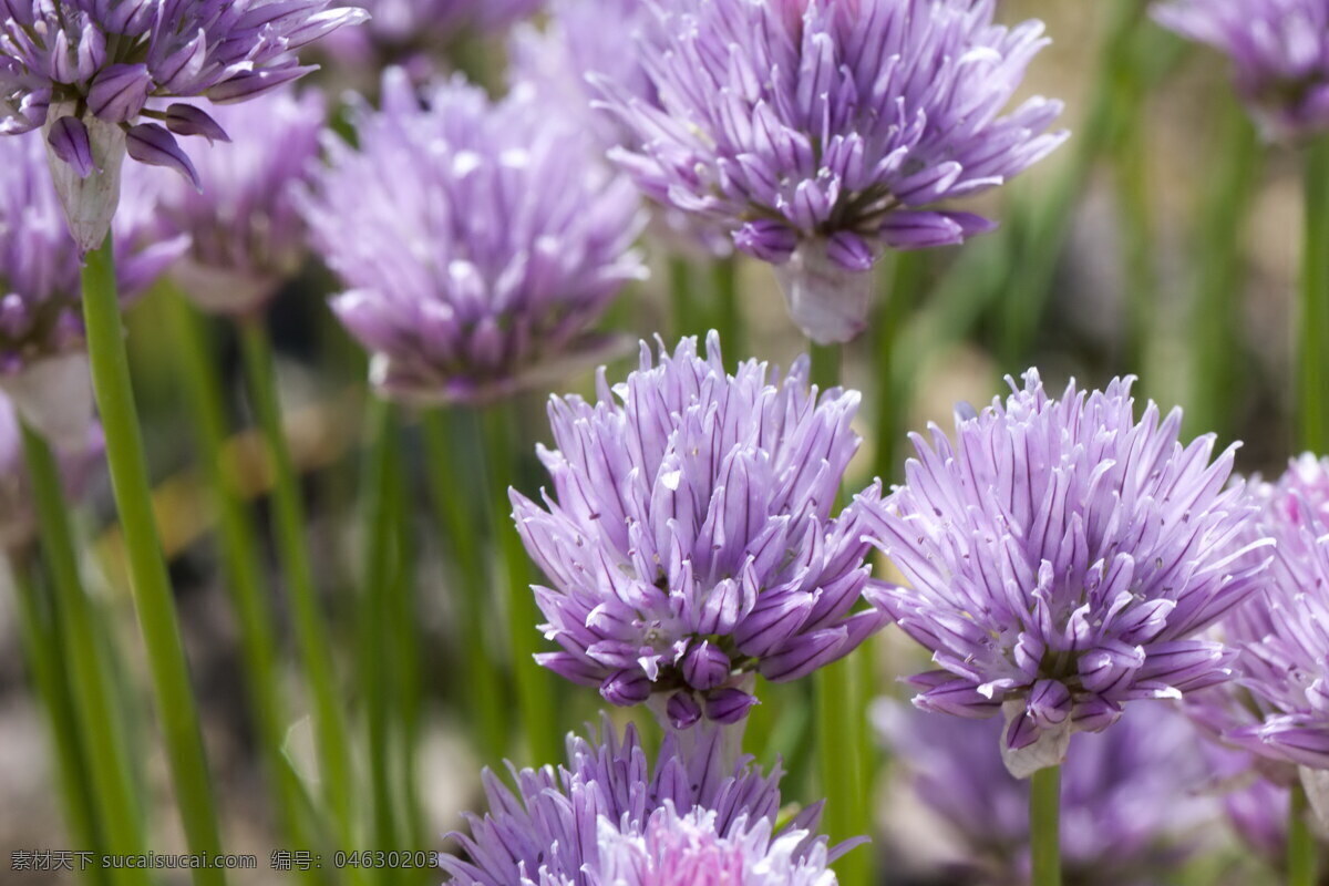 唯美 紫色 葱花 香葱 韭菜花 菜的花 紫色花 紫色花朵