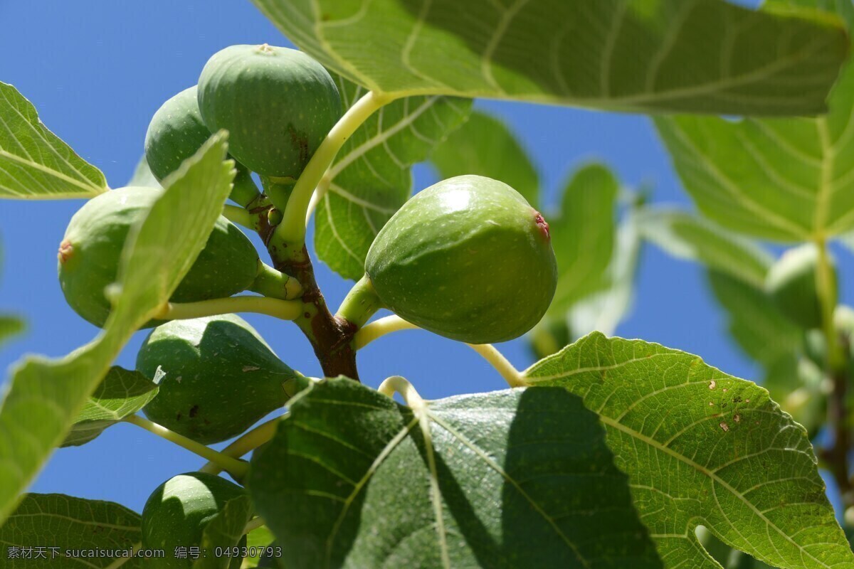 无花果 映日果 蜜果 水果 干果 果实 分享 生物世界