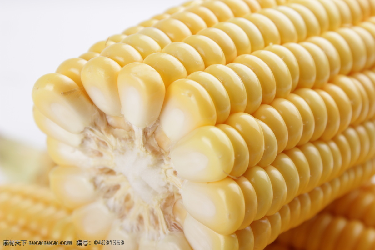 新鲜 甜玉米 农业 玉米 粮食 五谷 生物世界 蔬菜