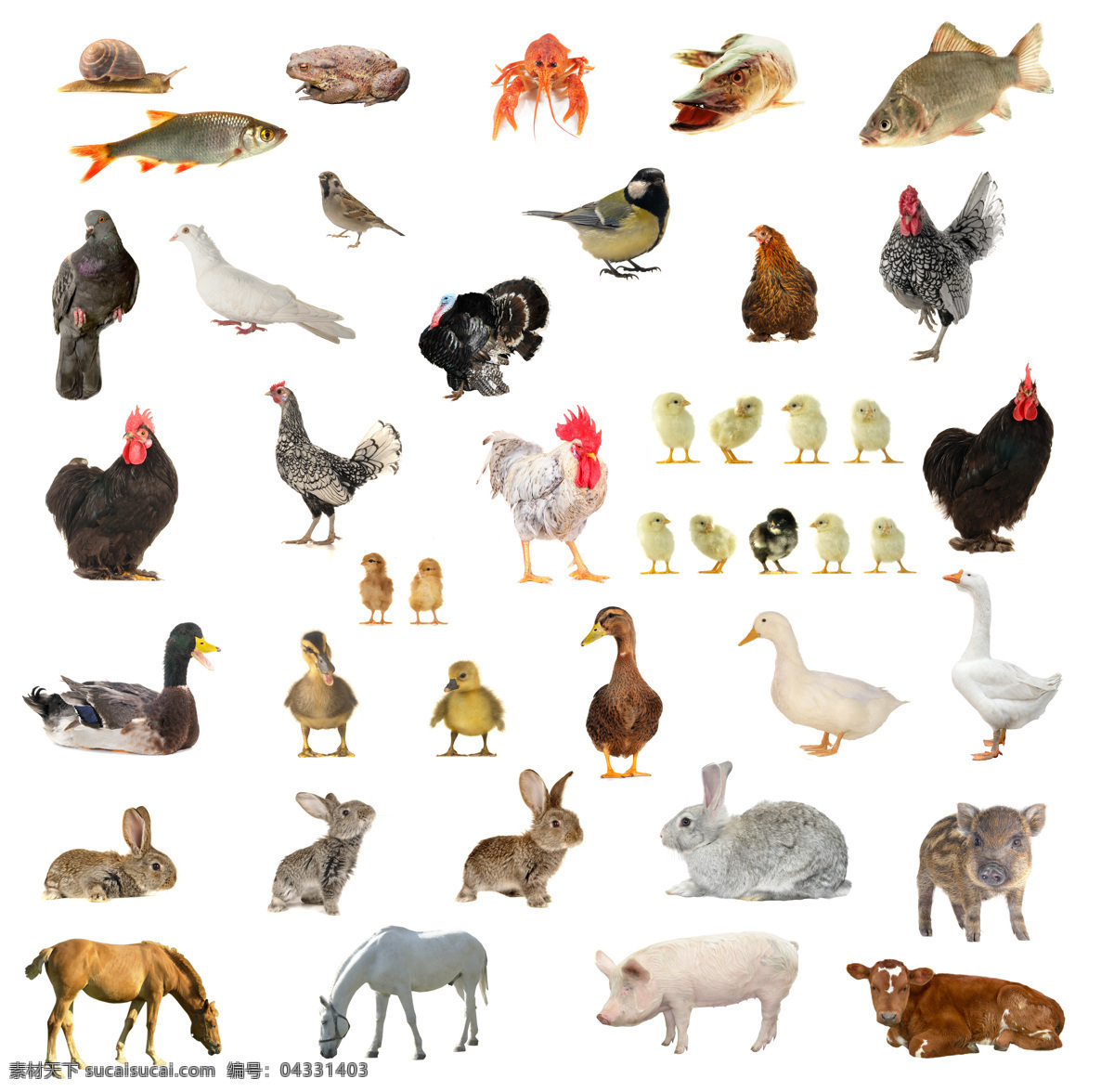 各种动物 家禽 运动 鸡 马