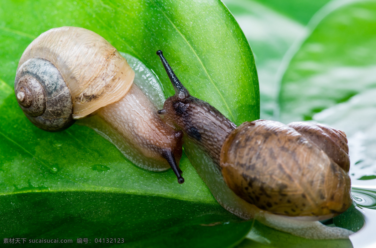 蜗牛戏水特写 蜗牛 特写 软体动物 腹足纲 陆生动物 陆生 贝壳类动物 陆地螺类 爬虫 陆地动物 生物世界 昆虫