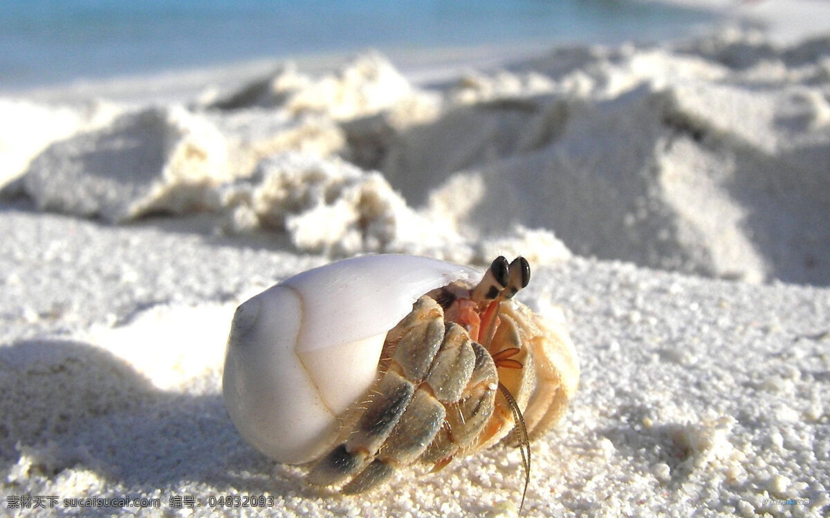 快乐的小螃蟹 壁纸 蟹 海滩 沙滩 特写 爬行 眼睛 螃蟹 生物世界 海洋生物 宏源图库 自然景观