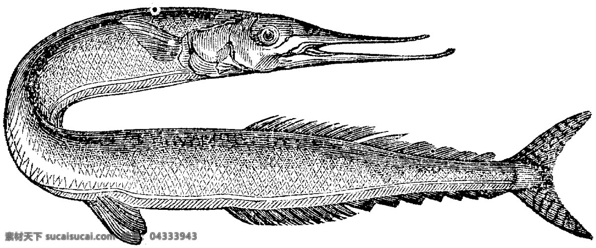 水生动物 fish 鱼 动物素描 设计素材 动物专辑 素描速写 书画美术 白色