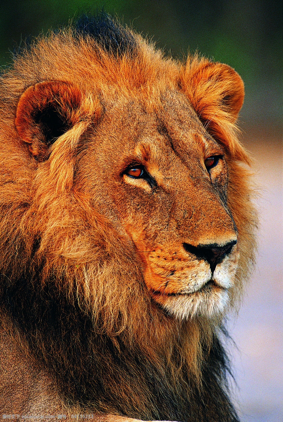 雄狮 狮子 威猛雄狮 狮 王者风范 野生动物 生物世界