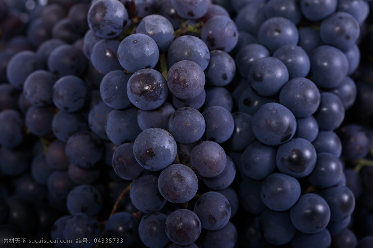 紫 葡萄 特写 紫葡萄 新鲜葡萄 美味 水果 葡萄酒 广告 高清图片 蔬菜图片 餐饮美食