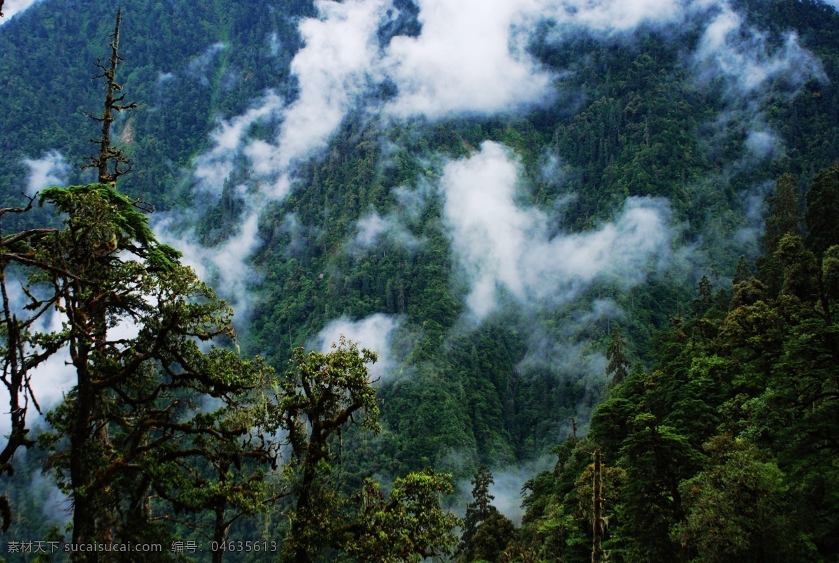 山中云雾 原始森林 云雾 树木 自然风景 自然景观