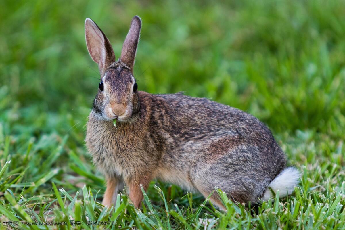 兔 卡通 懒洋洋 小白兔 梦想 孩子 可爱 家兔 可爱的动物 兔子宝宝 兔宝宝 可爱的兔子 兔子养殖 儿童乐园 动物世界 灰兔 小兔子 野兔 宠物 灰兔子 自然动物 生物世界 野生动物