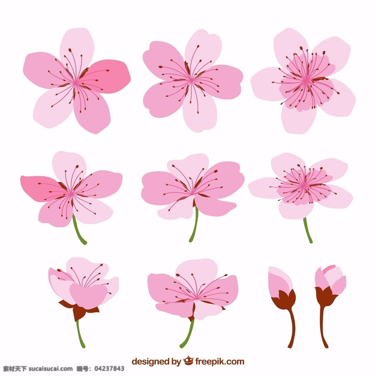 彩绘 粉色 樱花 花蕾 矢量图 源文件 矢量 高清图片