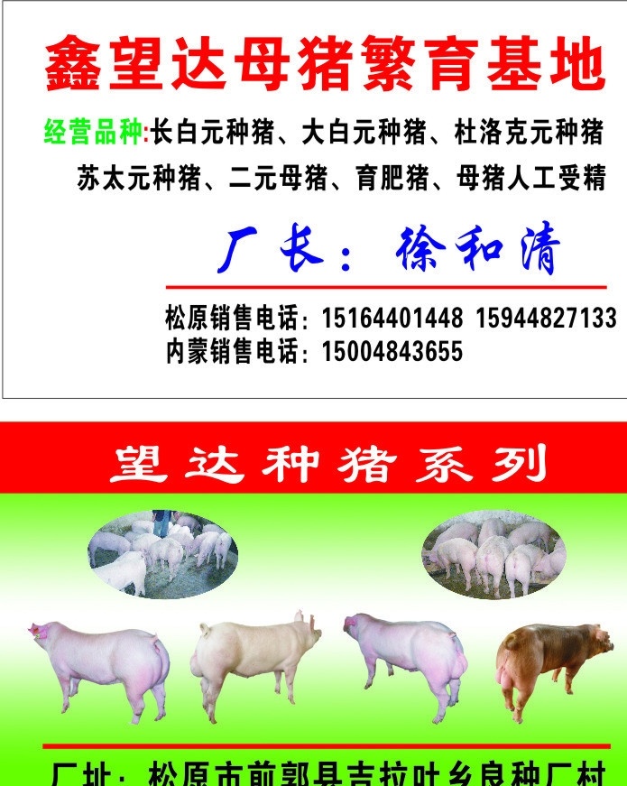 种猪 猪 种猪场 名片 母猪繁育 种猪系类 名片卡片 矢量