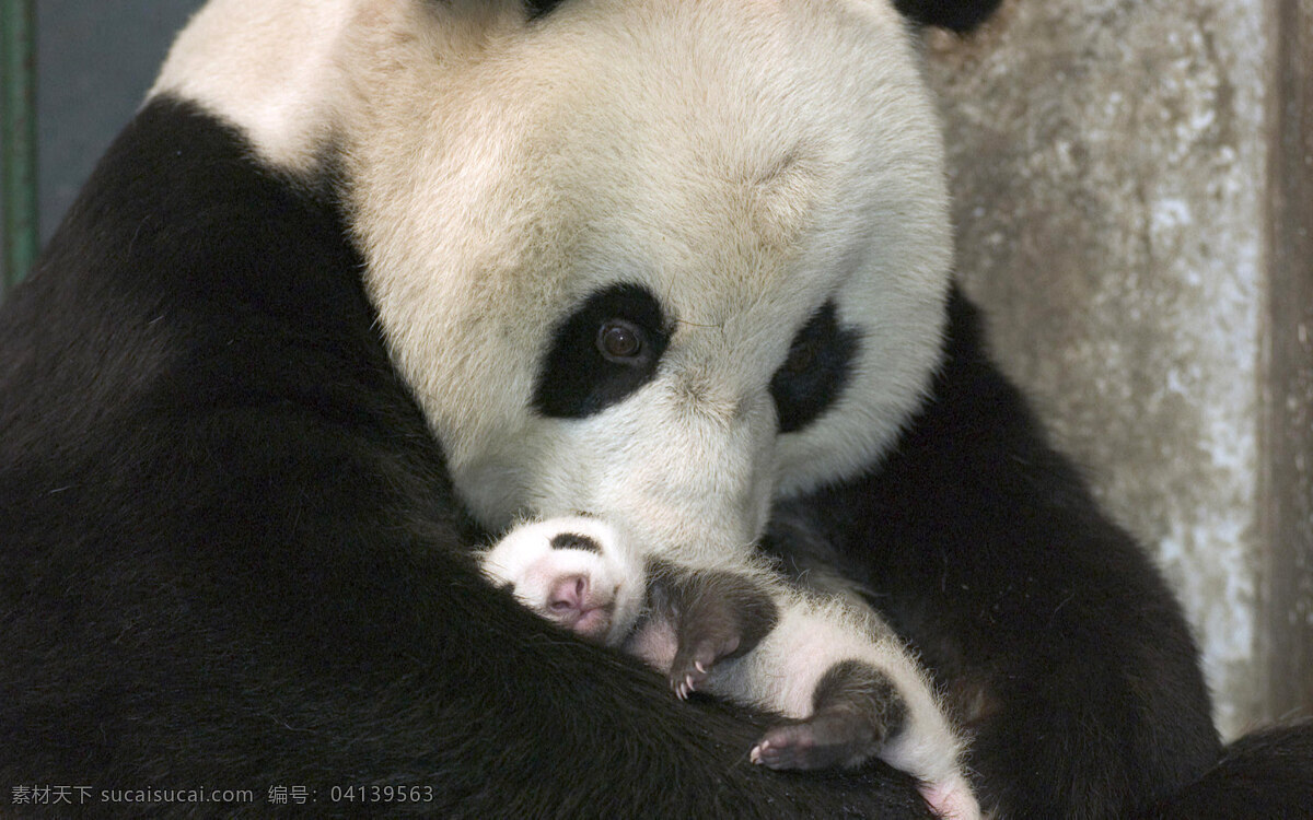 熊猫宝宝 熊猫 宝宝 幼仔 可爱 乳毛 野生动物 生物世界