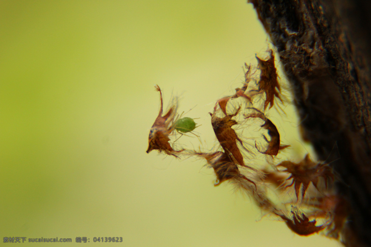 蚜虫 绿色 微观 小虫 幼虫 树干 特写 昆虫 生物世界