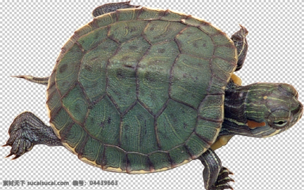 爬行动物乌龟 乌龟 宠物龟 爬行动物 龟 可爱动物 动物 生物 自然动物 动物图谱 免扣 生物世界