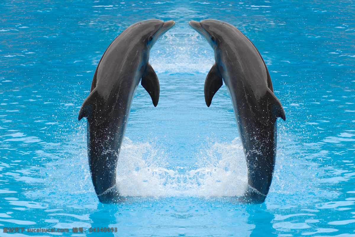 跃出 水 面的 海豚 海豚图片 海豚表演 海洋生物 海洋动物 动物 动物图片 动物照片 摄影图片 水中生物 生物世界