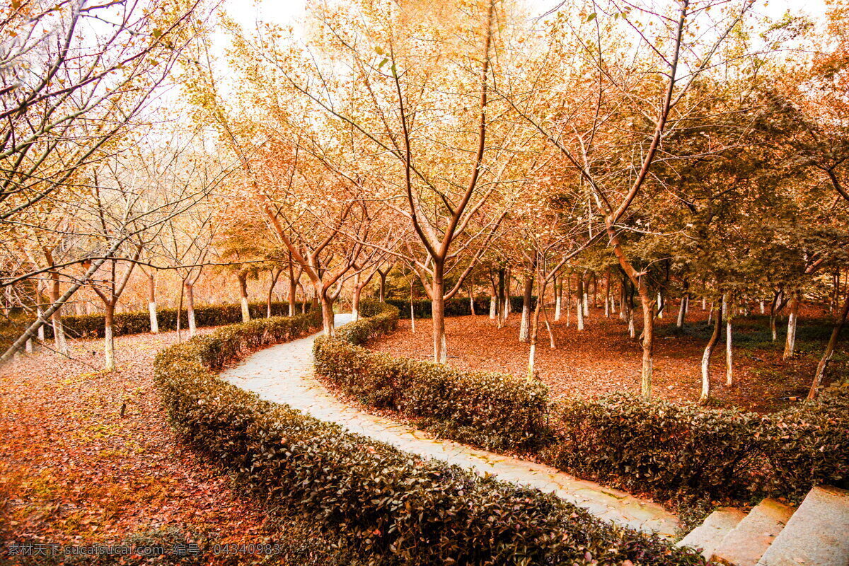 枯黄 秋季 公园 风景 高清 秋天 树木 枯树 落叶