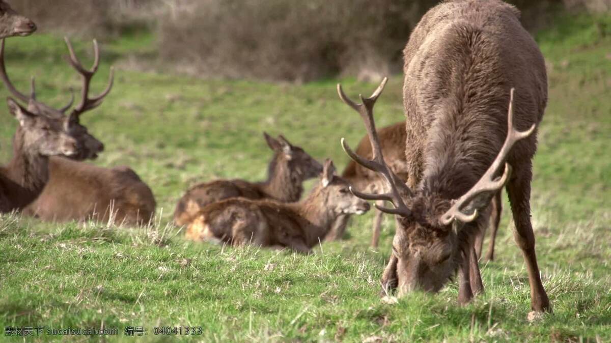 park 鹿 放牧 动物 自然 兽群 雌鹿 雄鹿 公牛 吃 草 公园 野生动物 鹿角 乡村 国家 哺乳动物 自然保护区