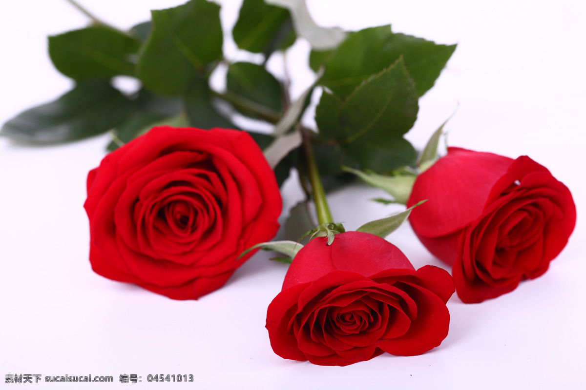 红玫瑰 玫瑰花特写 玫瑰花 玫瑰 情人节 花朵 鲜花 花卉 绿叶 红色玫瑰花 情人节礼物 花束 浪漫 花草高清图片 花草 生物世界