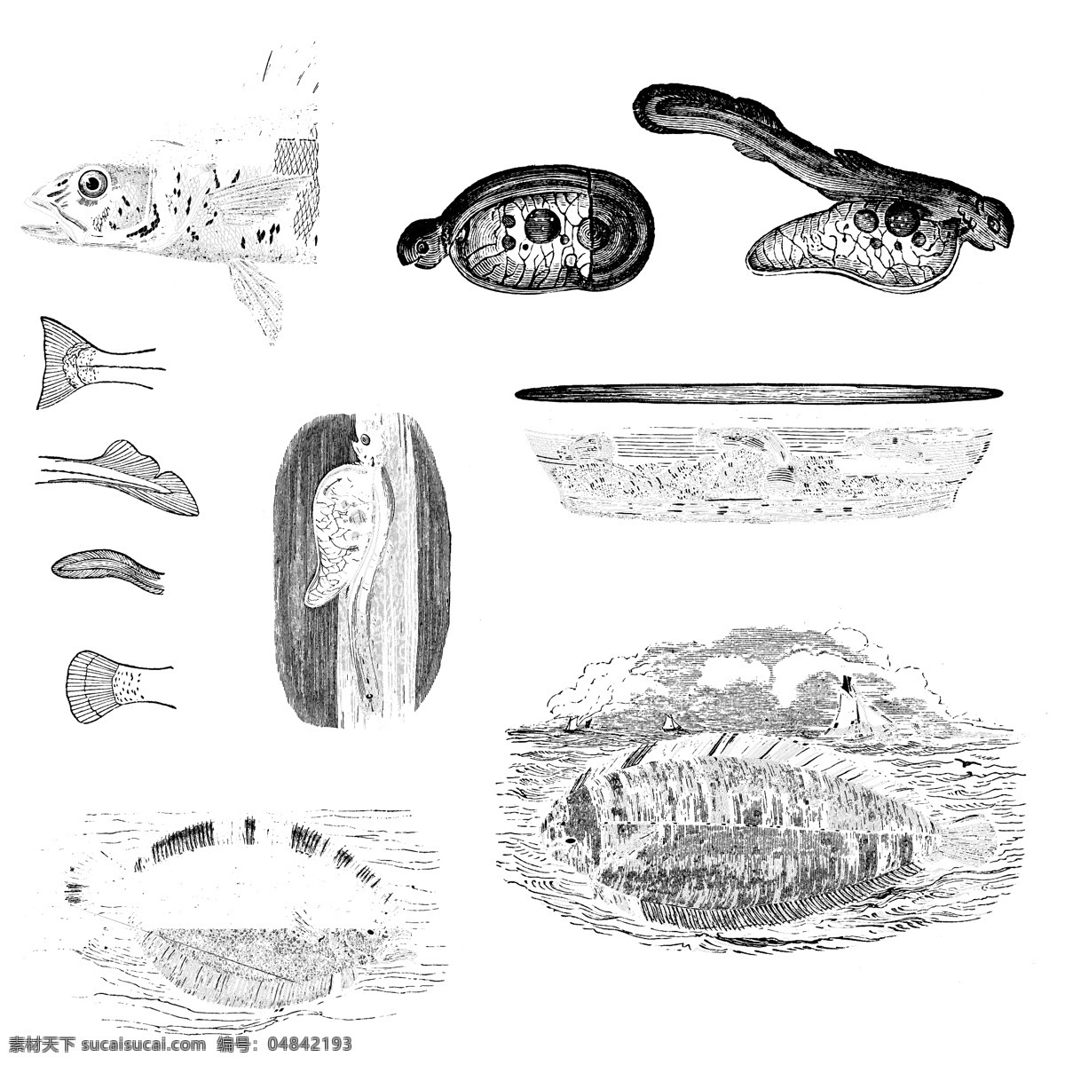 鱼类 贝 甲壳 类 欧美 古典 线条 矢量 动物 库 欧洲古典素材 矢量素材 素描素材 线条素材 非 主流 矢量图 其他矢量图