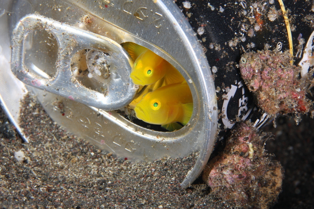 海底 角落 大海 海洋生物 黄色 蓝色海洋 生物 生物世界 底的角落 鱼类 易拉罐 动物面面观